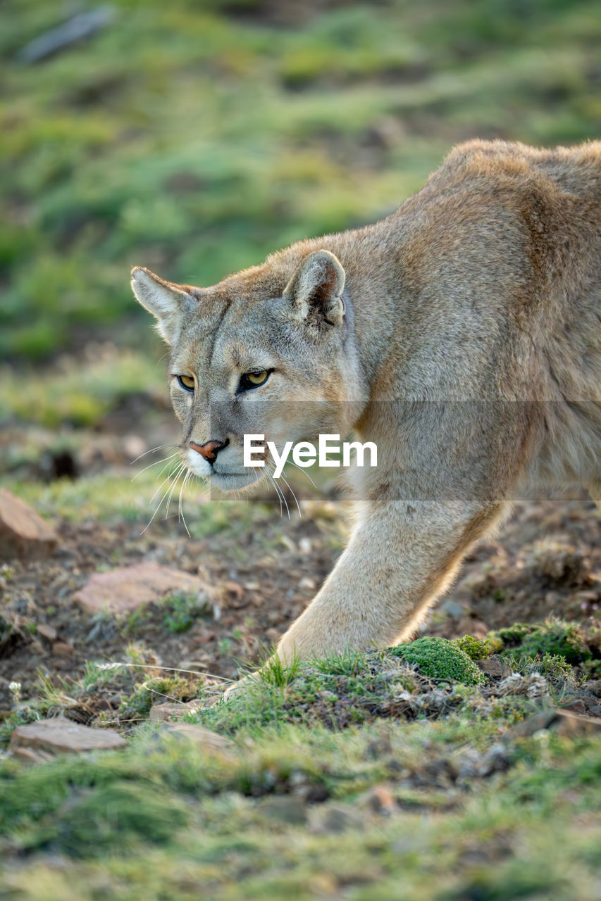 portrait of a cat on field