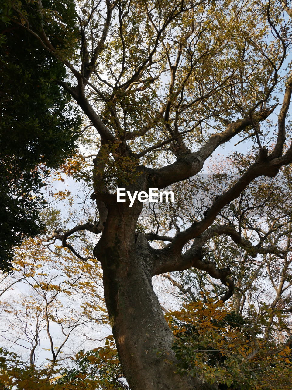 LOW ANGLE VIEW OF TREE AGAINST THE SKY