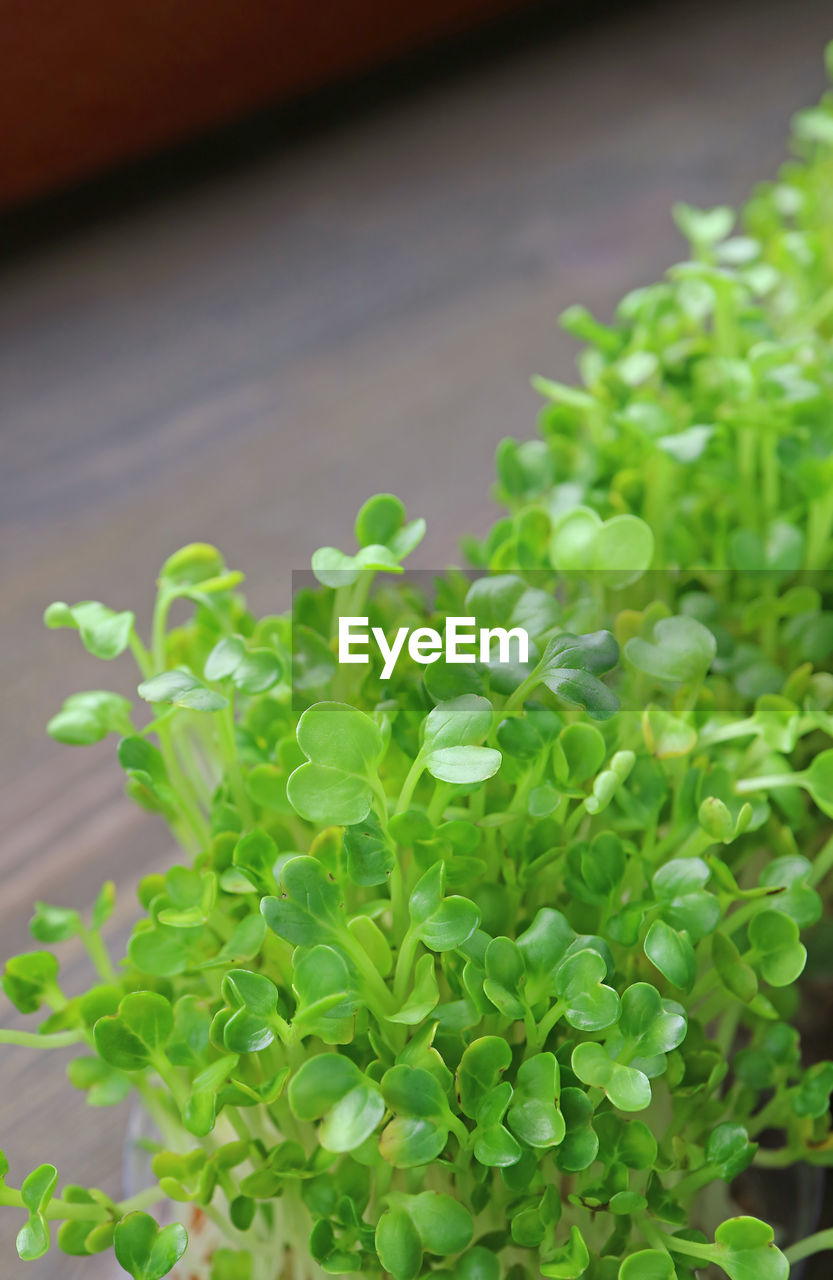 Hydroponic kaiware daikon microgreen grown as indoor houseplants ready for harvest