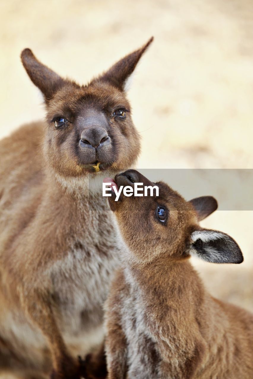 Young kangaroo searching contact with mother