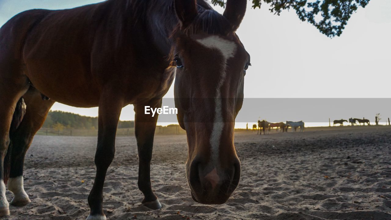 HORSES STANDING ON BEACH