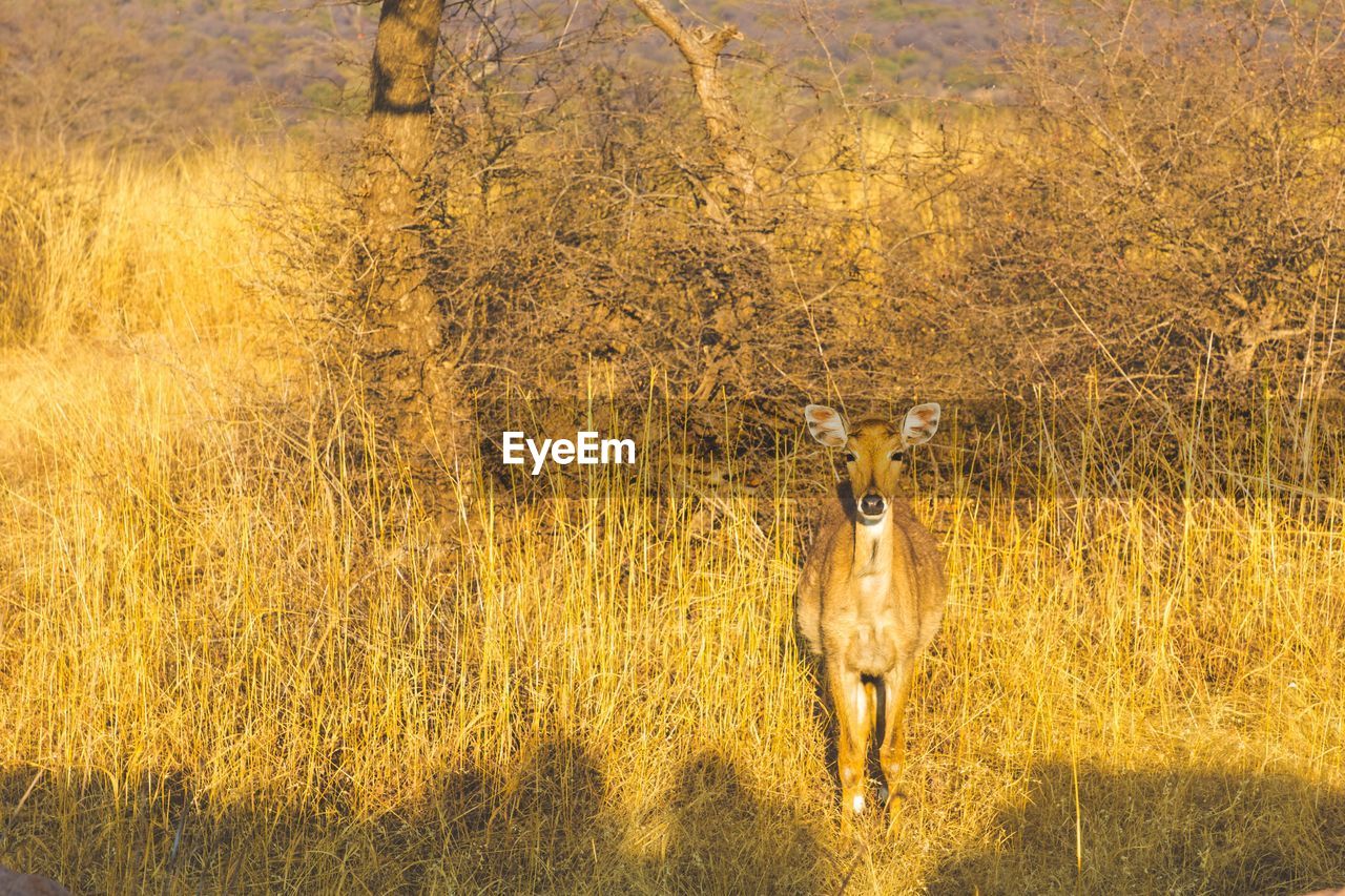 PORTRAIT OF DEER STANDING ON GRASS