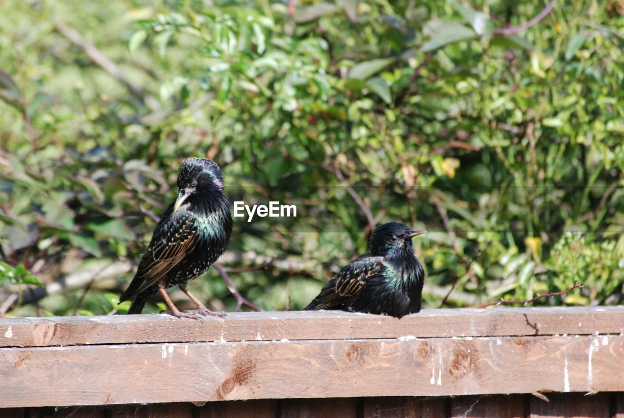 CLOSE-UP OF BIRD PERCHING ON RAILING