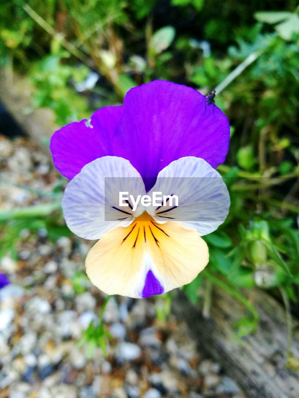 High angle view of pansy flower blooming on field