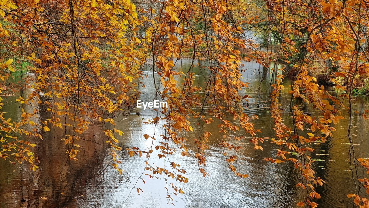 autumn, reflection, tree, leaf, nature, water, plant, no people, beauty in nature, sunlight, plant part, day, forest, tranquility, outdoors, woodland, full frame, orange color, land, backgrounds, environment, scenics - nature, yellow, wet, growth, branch, natural environment, non-urban scene