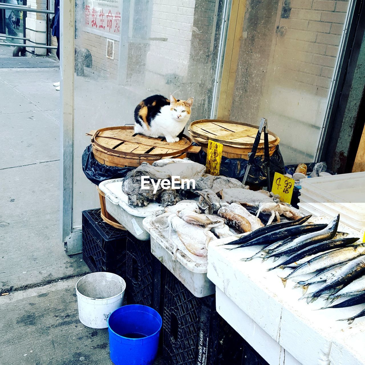 High angle view of fish for sale at market stall