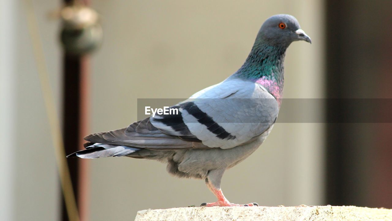 CLOSE-UP OF BIRD PERCHING ON WALL