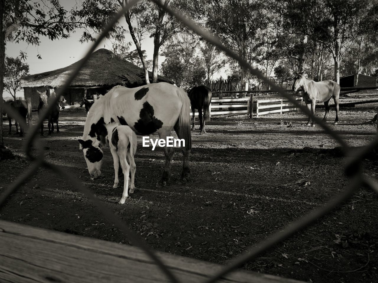 COWS ON GROUND