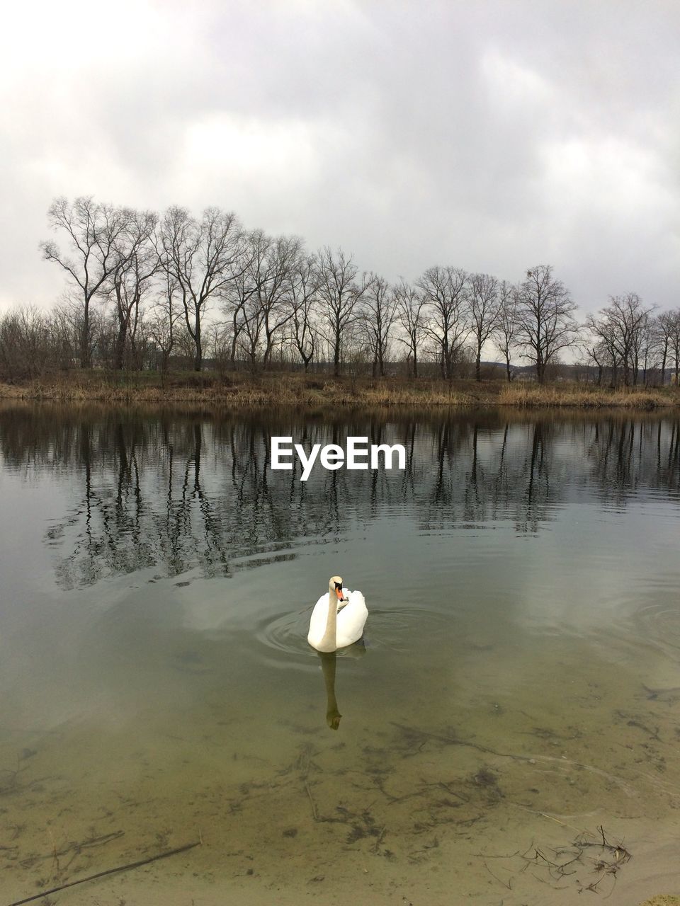 SWAN FLOATING IN LAKE