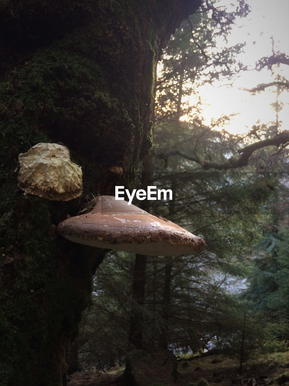 Close-up of mushrooms on tree trunk in forest