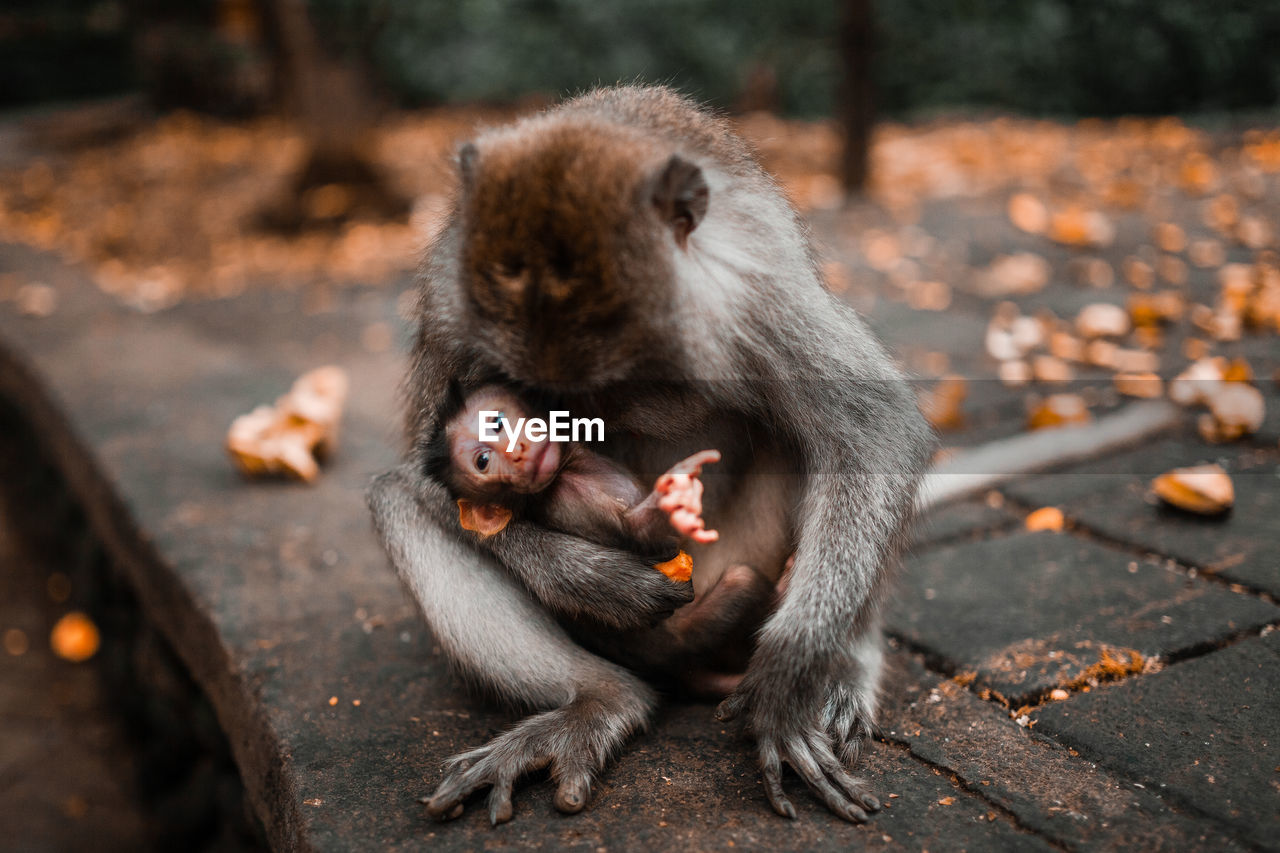 Mother balinese long tailed monkey holding her baby