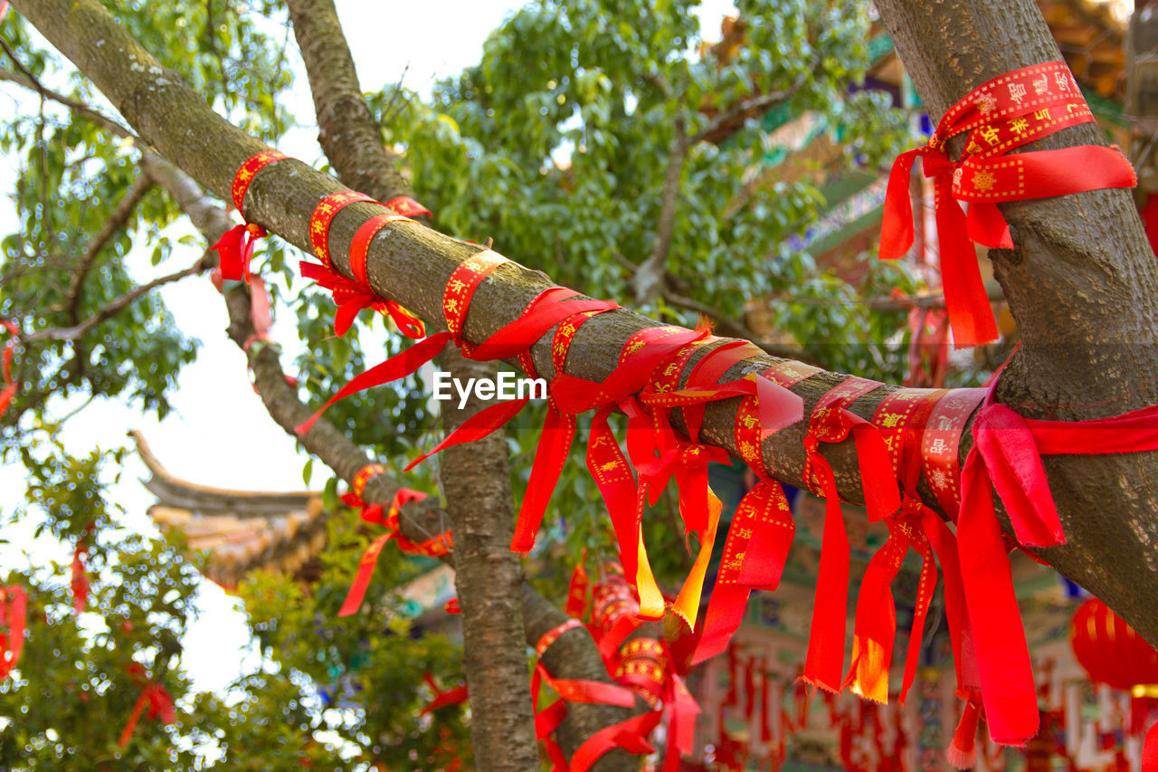 Close-up of red ribbons tied on tree trunks