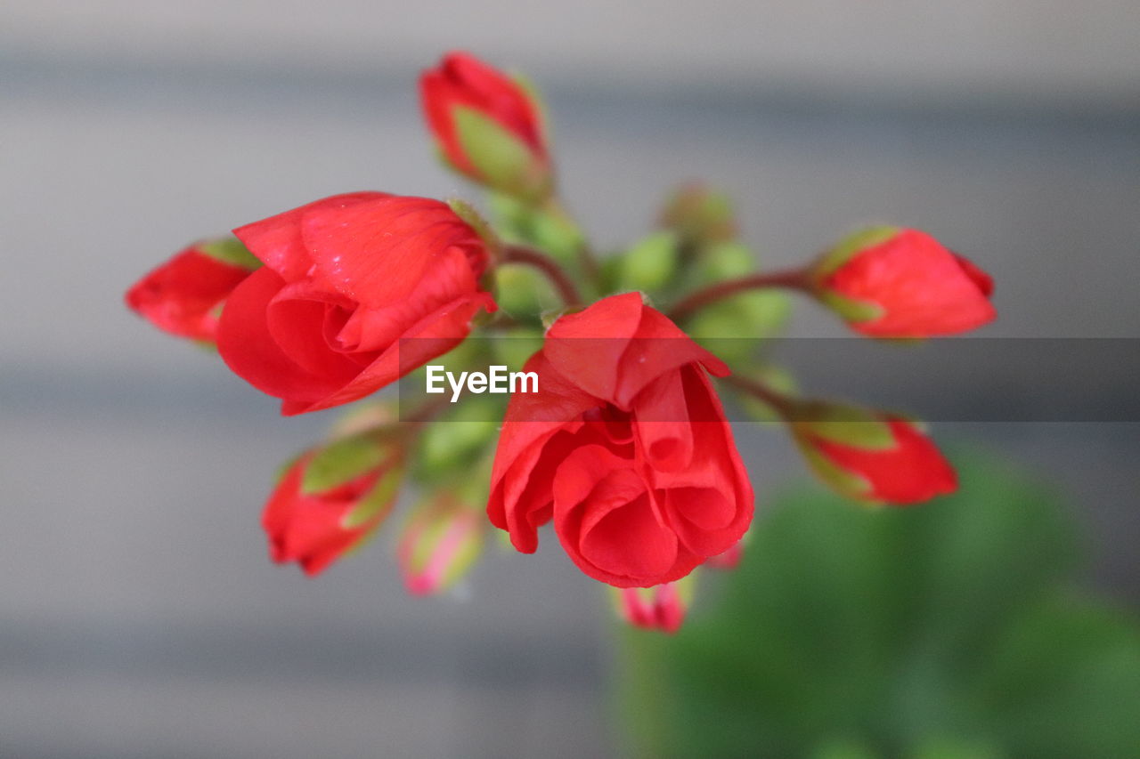 CLOSE-UP OF RED ROSE AGAINST WHITE BACKGROUND