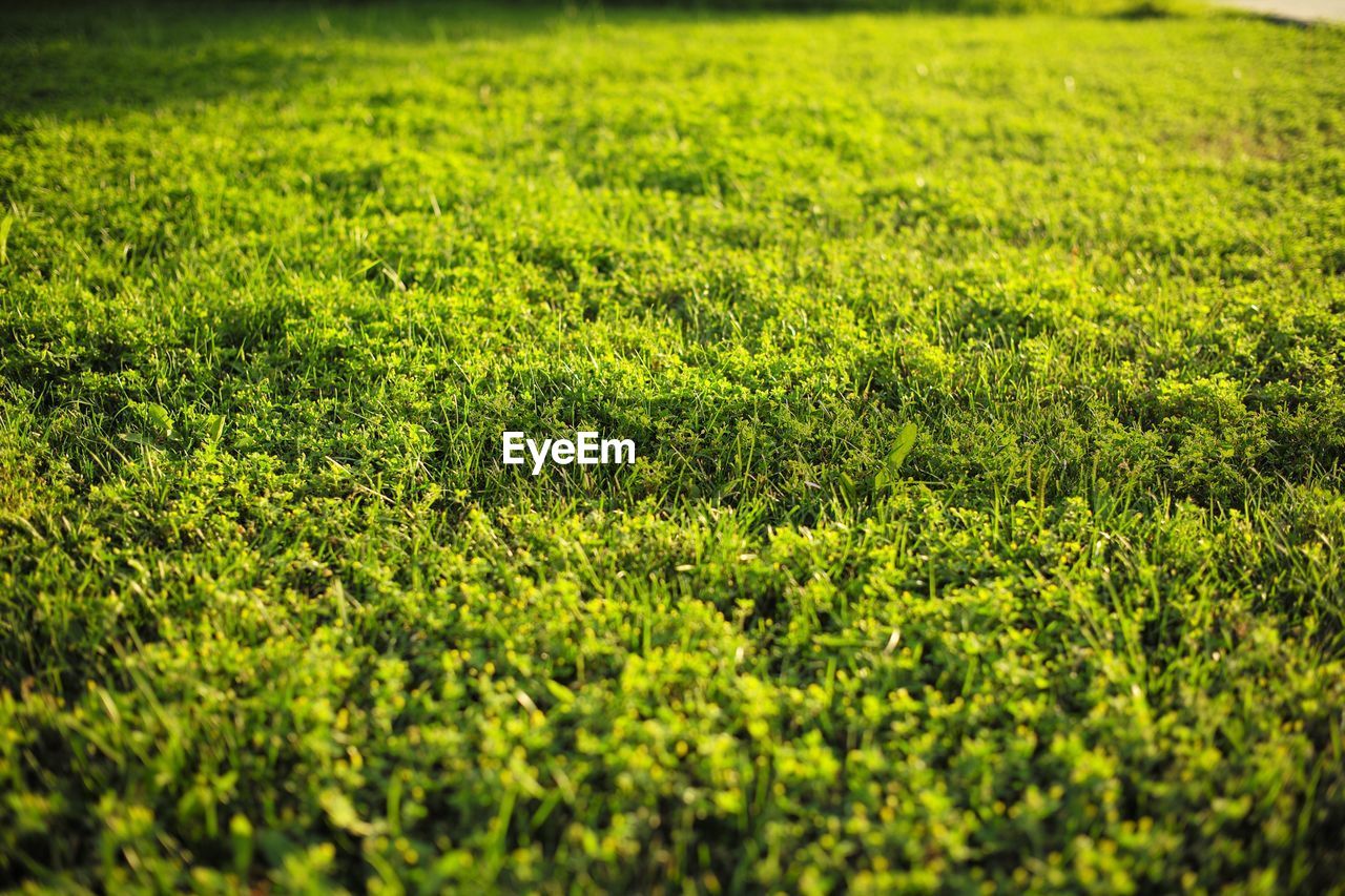 Full frame shot of grass on field