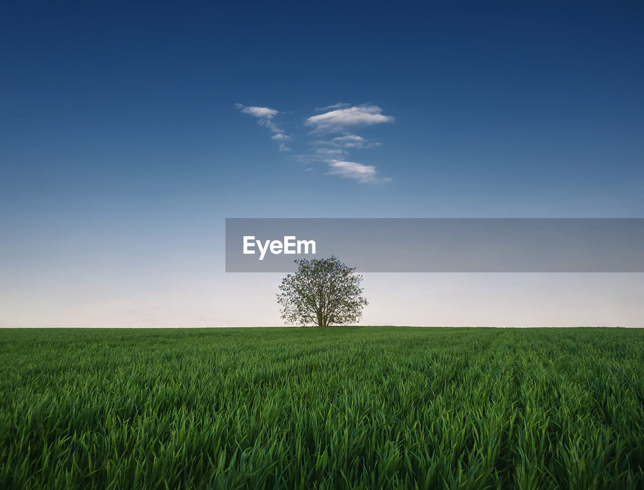 Lone tree in the growing wheat field. idyllic minimalist background. green grass meadow