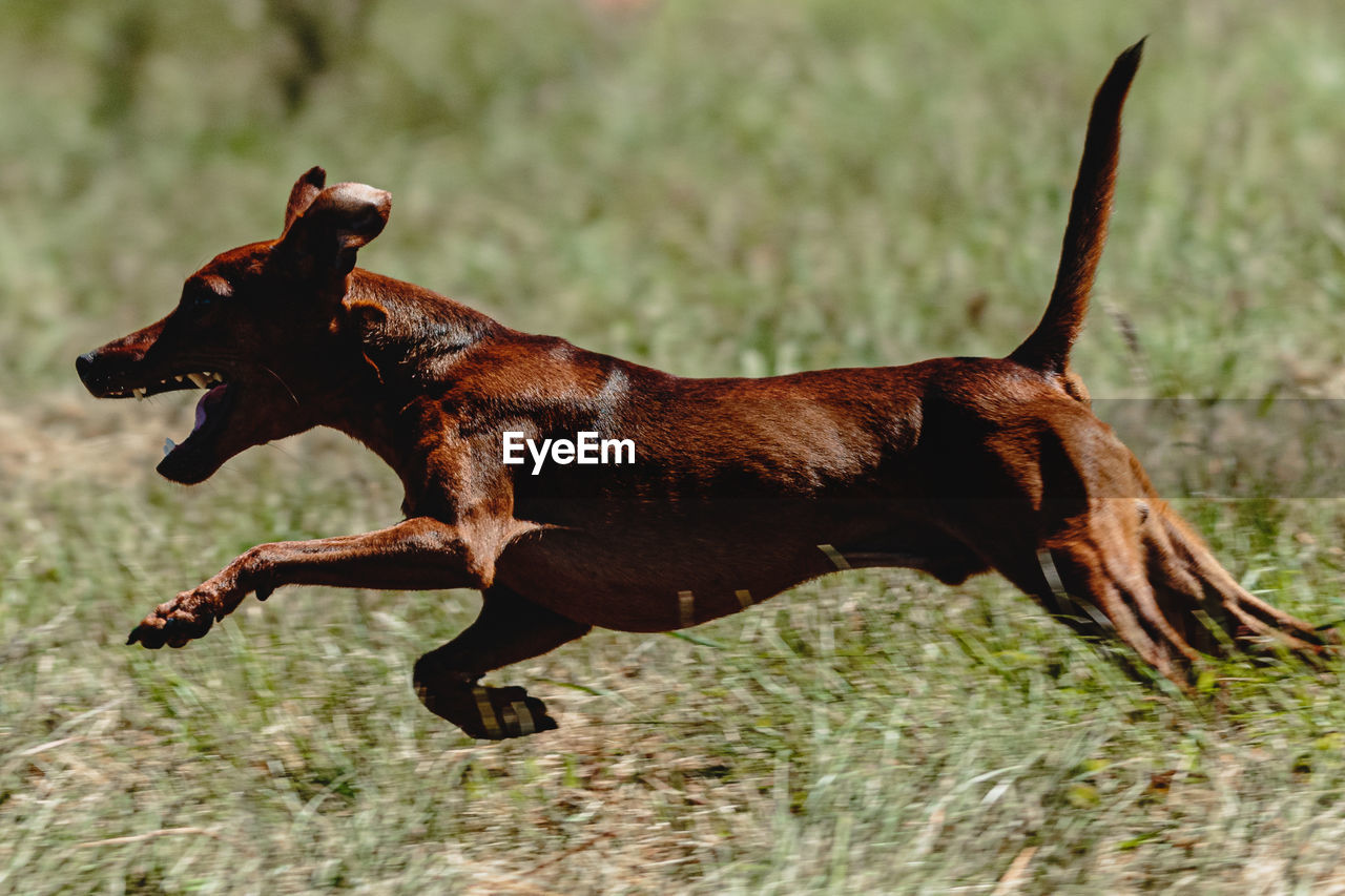 Pinscher dog flying moment of running across the field on lure coursing competition