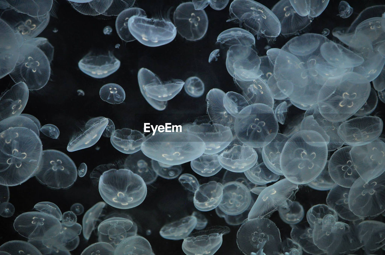 Full frame shot of jellyfish in sea