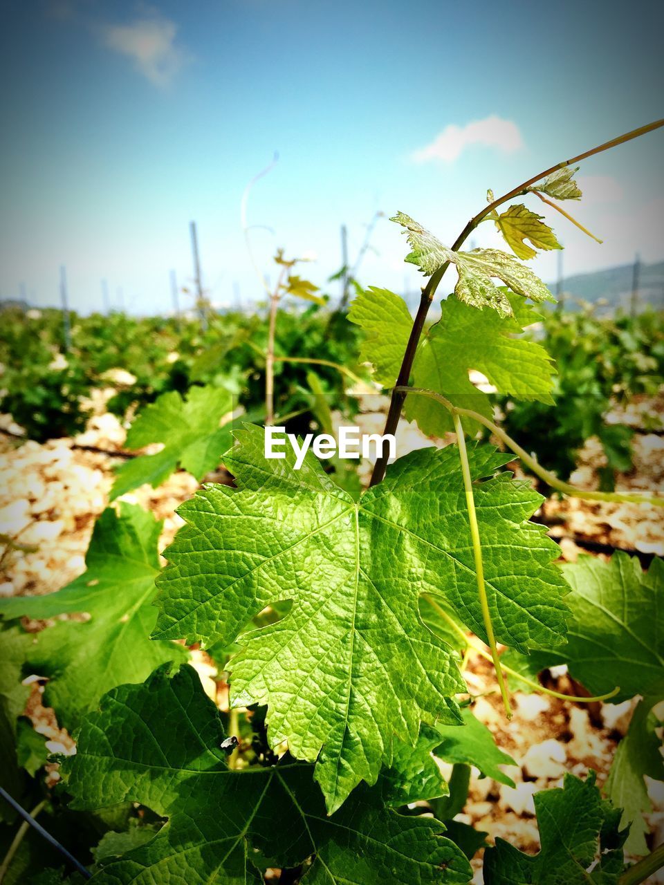 Close-up of leaf in vineyard