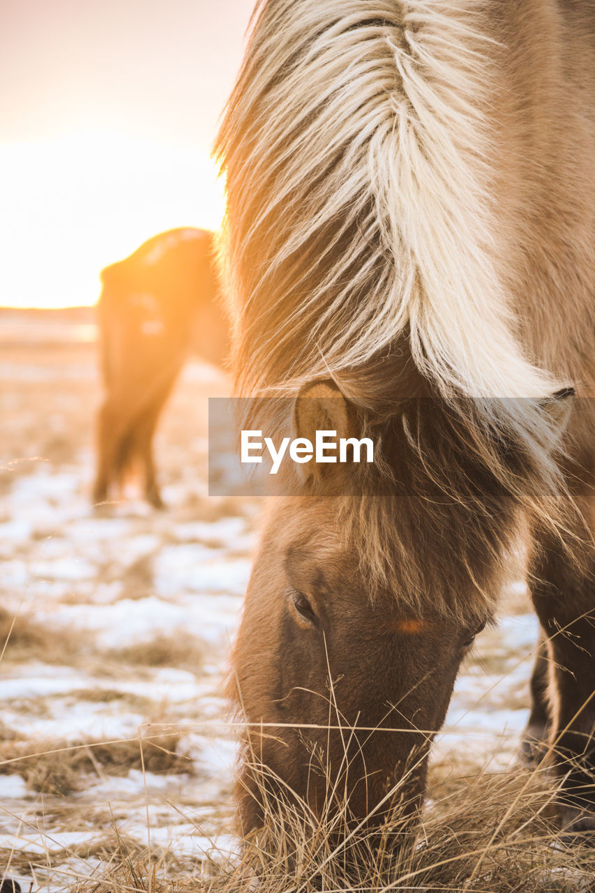 CLOSE-UP OF HORSE STANDING ON SNOW COVERED FIELD