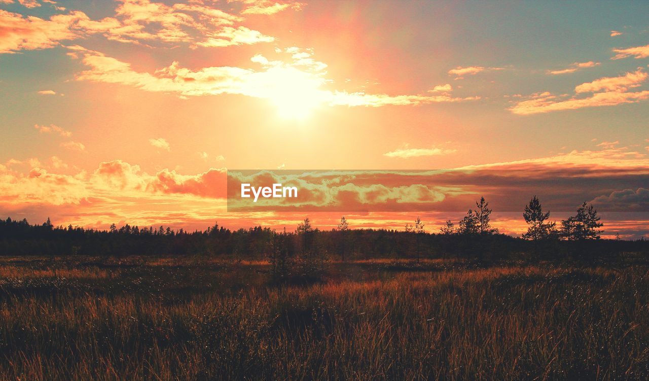 SCENIC VIEW OF FIELD AGAINST ORANGE SKY