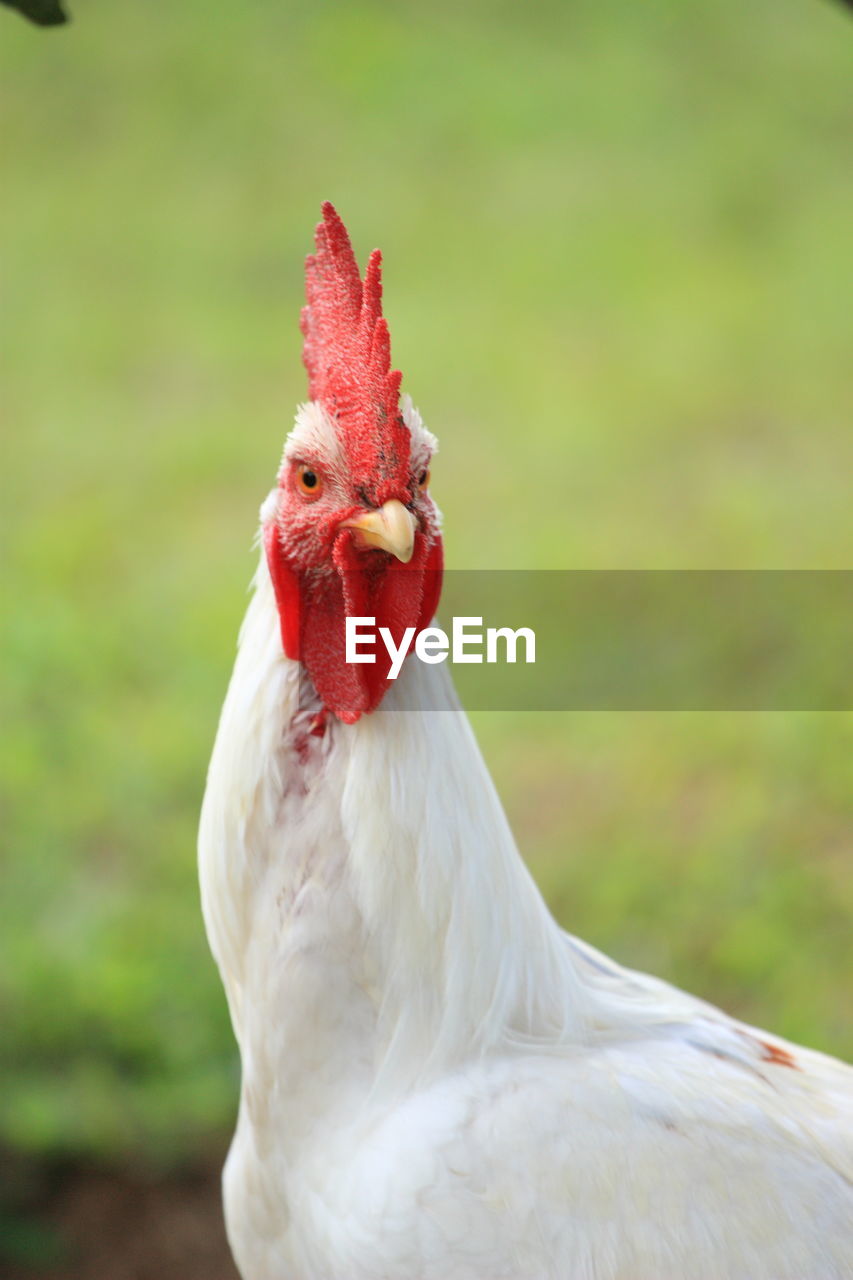 CLOSE-UP OF A PARROT