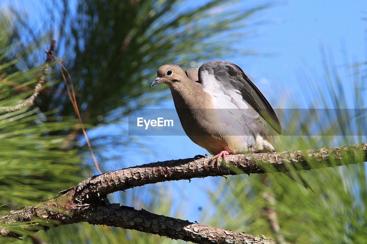 LOW ANGLE VIEW OF BIRD PERCHING ON TREE