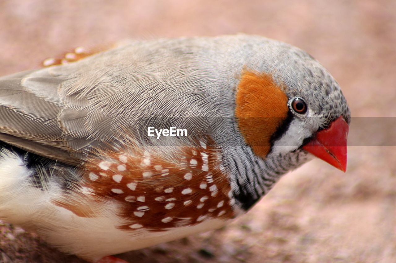 Close-up of a bird