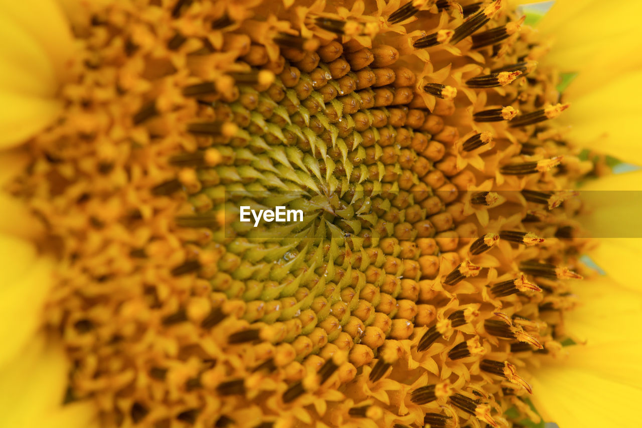 Close up of a sunflower background