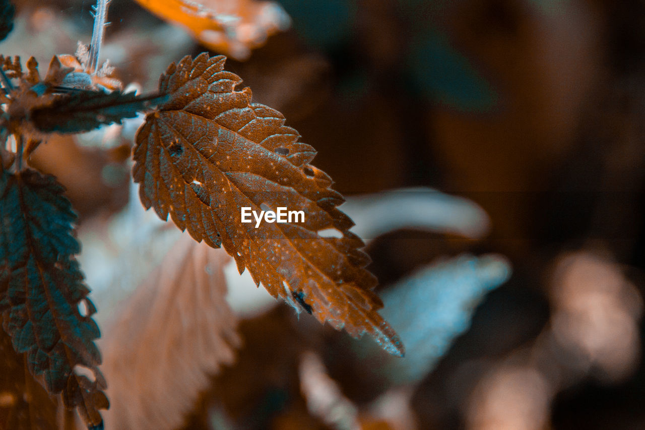 Close-up of orange and green leaves on tree during autumn