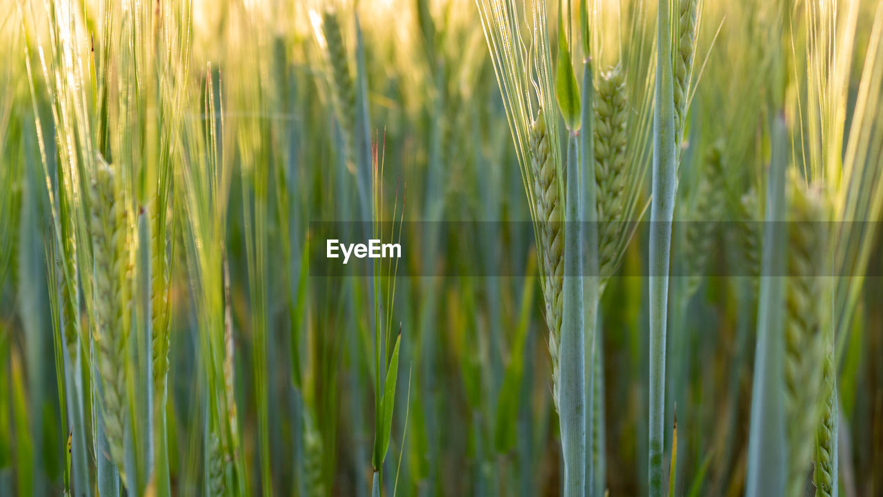 Green wheat field background, closeup and full frame