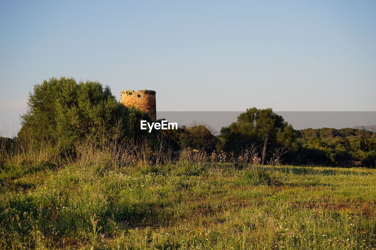 Plants growing on field against clear sky