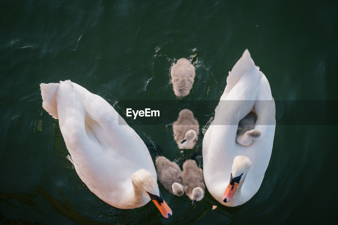 HIGH ANGLE VIEW OF WHITE SWAN FLOATING ON LAKE