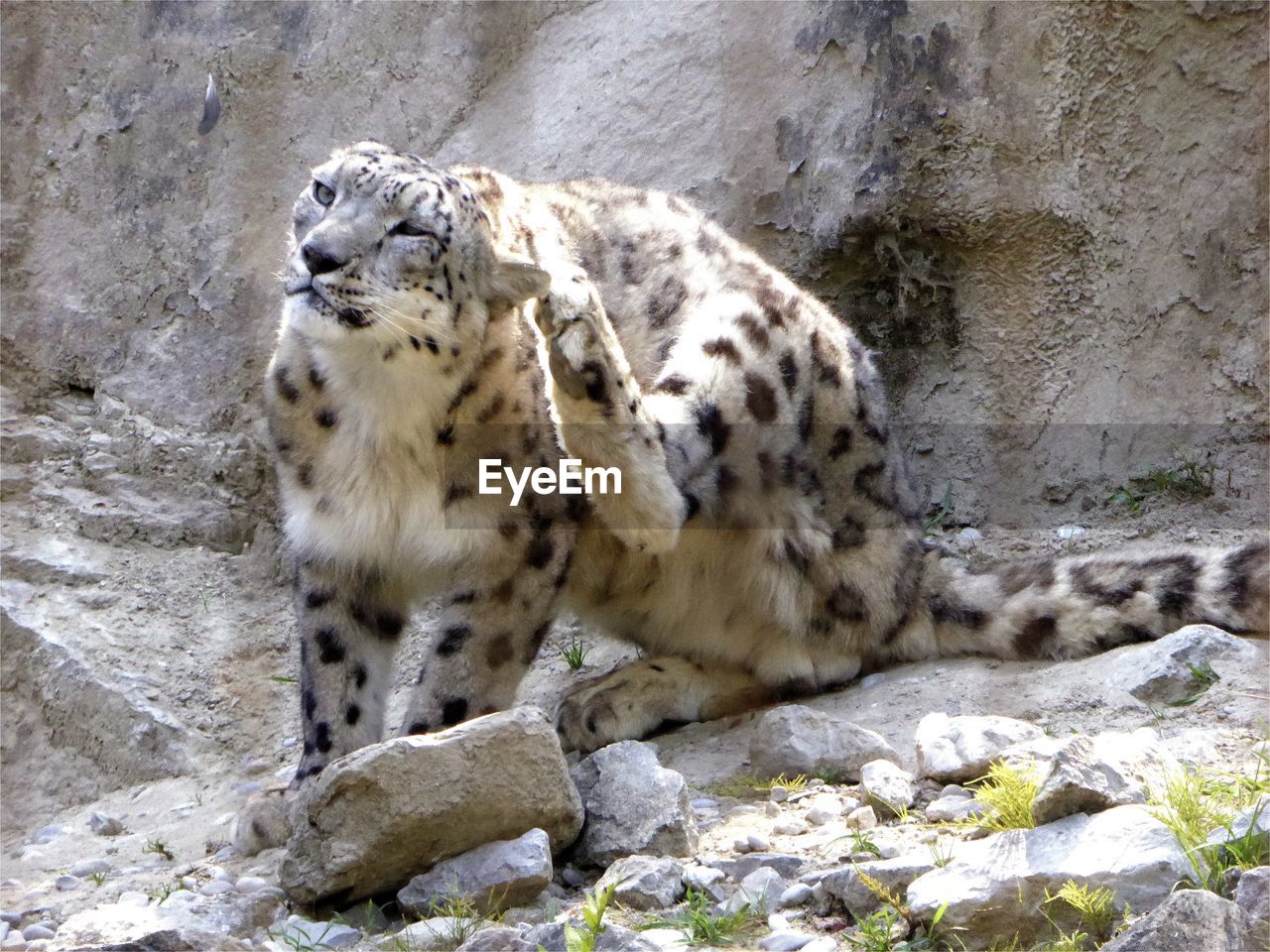 VIEW OF ROCK FORMATION IN ZOO