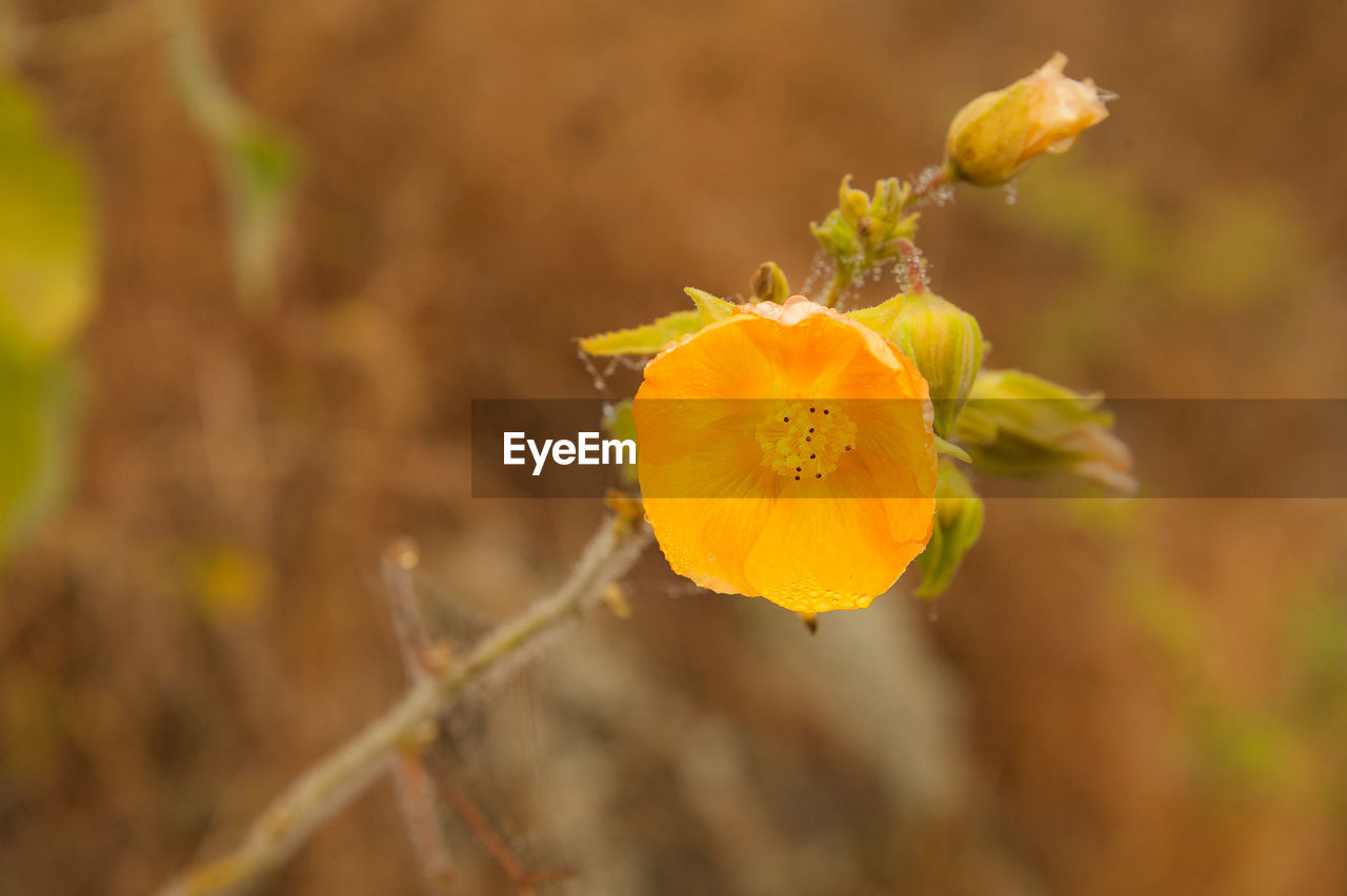 CLOSE-UP OF YELLOW FLOWERING PLANTS