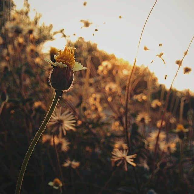 CLOSE-UP OF PLANT GROWING ON FIELD