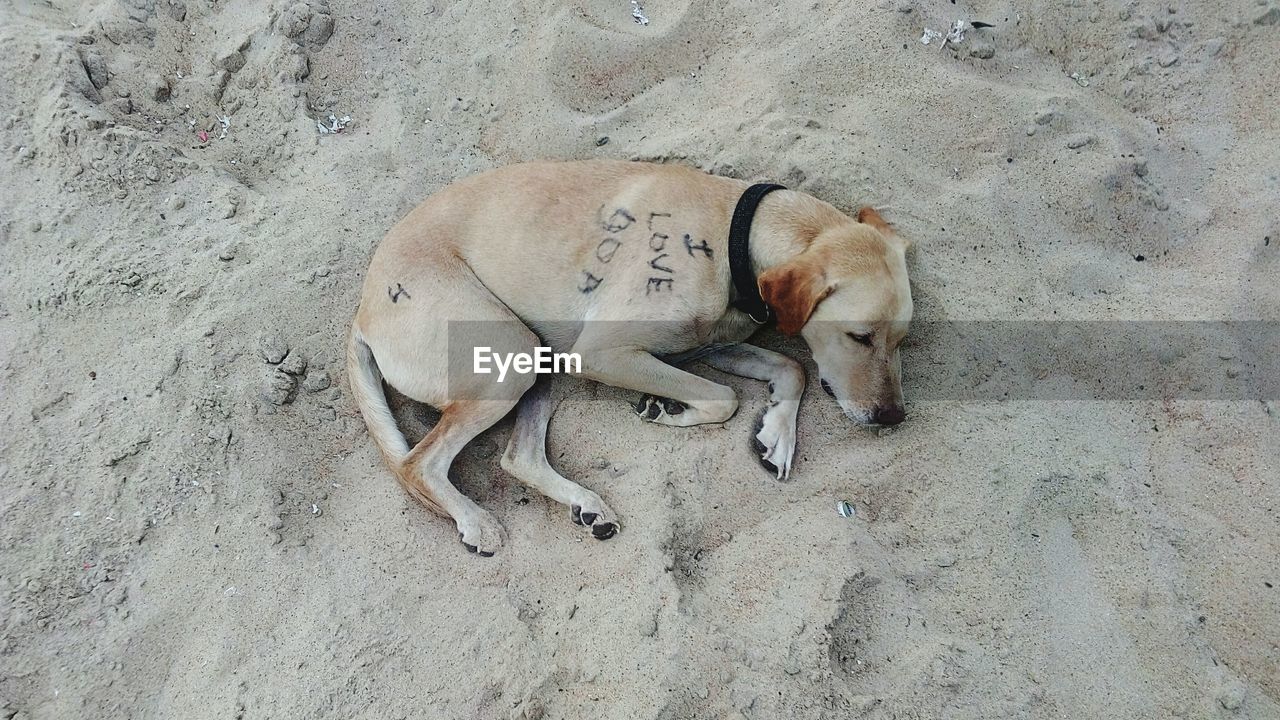 High angle view of dog with text sleeping at beach