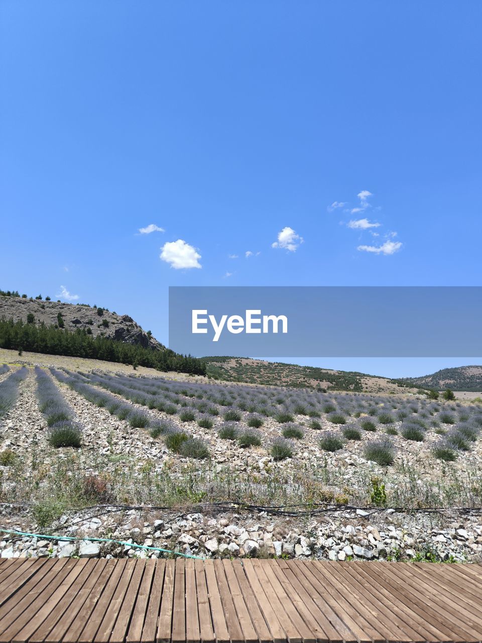 sky, landscape, environment, nature, plant, blue, scenics - nature, land, no people, horizon, day, tree, beauty in nature, rural scene, outdoors, cloud, tranquility, hill, architecture, agriculture, tranquil scene, clear sky, sunny, non-urban scene, travel destinations, travel, food and drink, field, sea, wood, flower