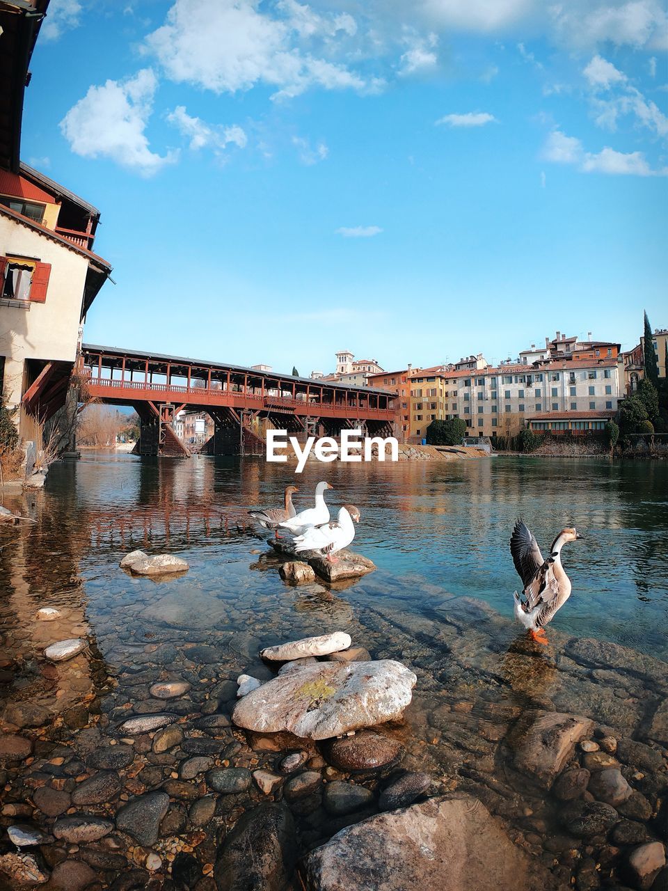 VIEW OF SEAGULLS ON LAKE