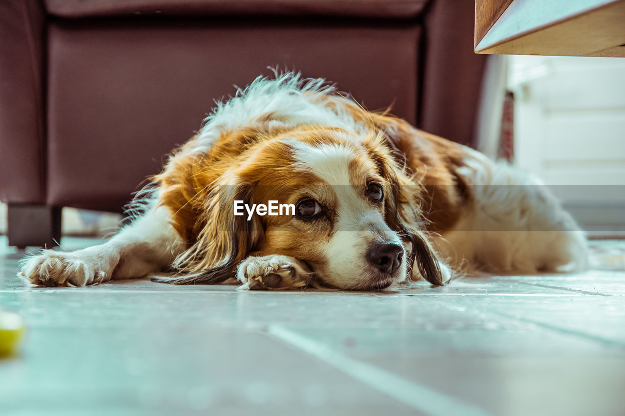 Close-up of dog lying on floor at home