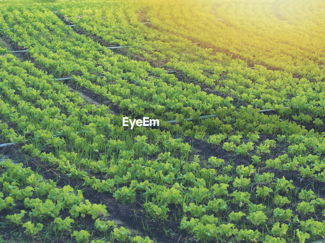 High angle view of crop growing on field