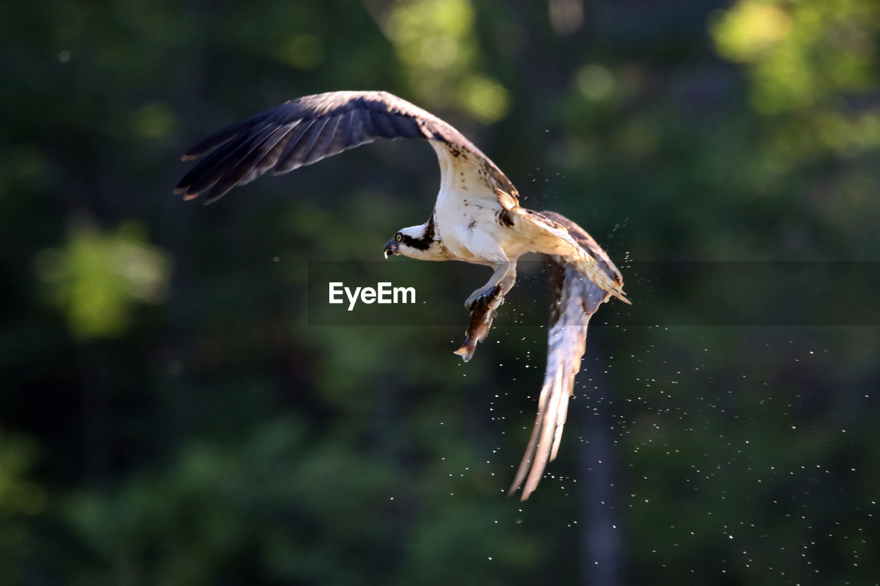 Close-up of osprey flying with fish