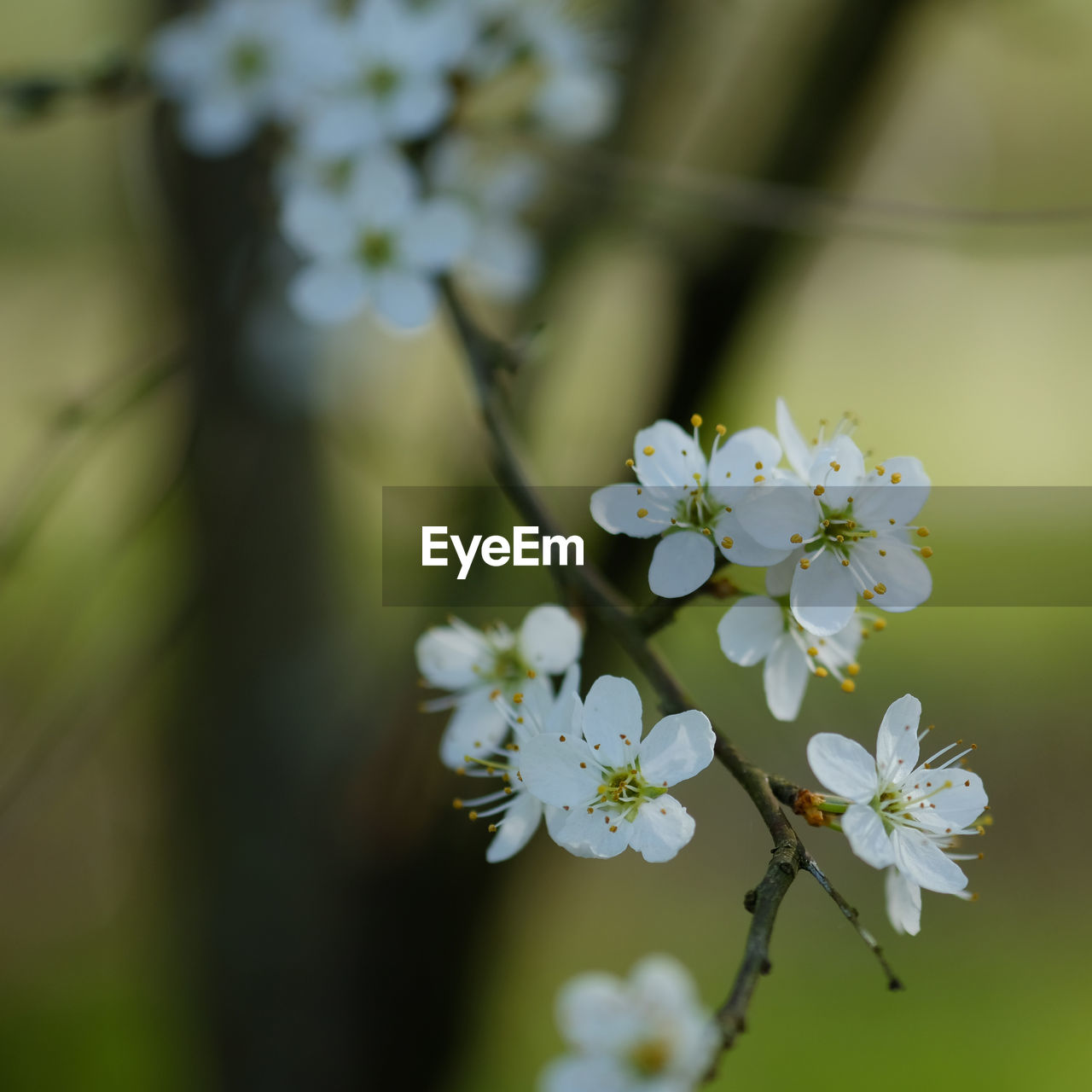 Close-up of white cherry blossom tree