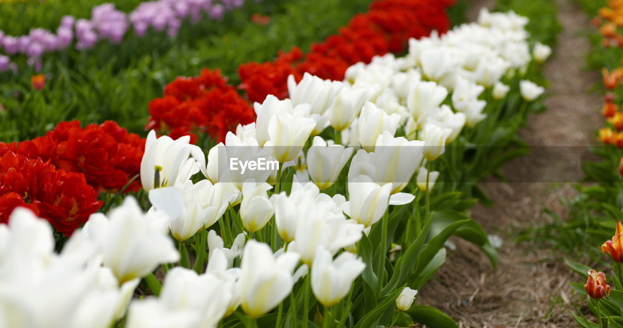 flower, flowering plant, plant, beauty in nature, freshness, tulip, nature, flower head, fragility, flowerbed, petal, close-up, multi colored, inflorescence, springtime, no people, white, red, growth, ornamental garden, selective focus, garden, green, blossom, outdoors, field, land, botany, day, leaf, plant part, flower arrangement