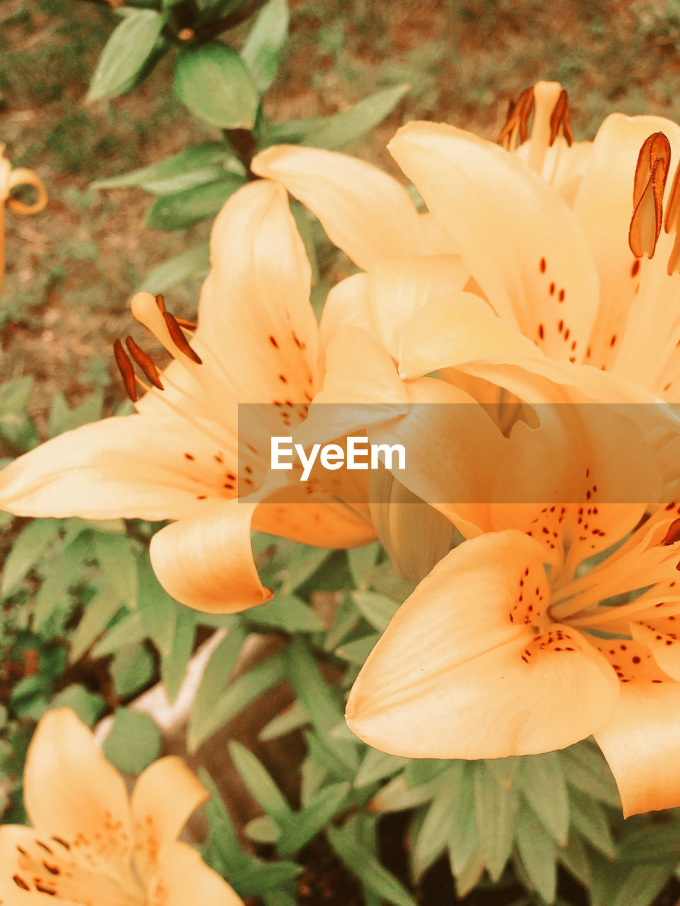 plant, flower, flowering plant, beauty in nature, freshness, lily, petal, fragility, growth, flower head, close-up, inflorescence, nature, pollen, stamen, botany, no people, focus on foreground, blossom, springtime, outdoors, orange color, yellow, day, leaf