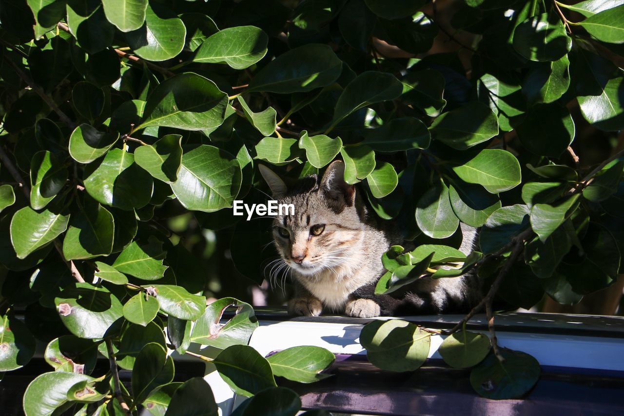 Portrait of cat on plant