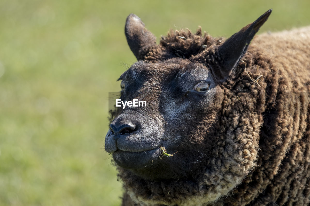 Close-up of a brown sheep
