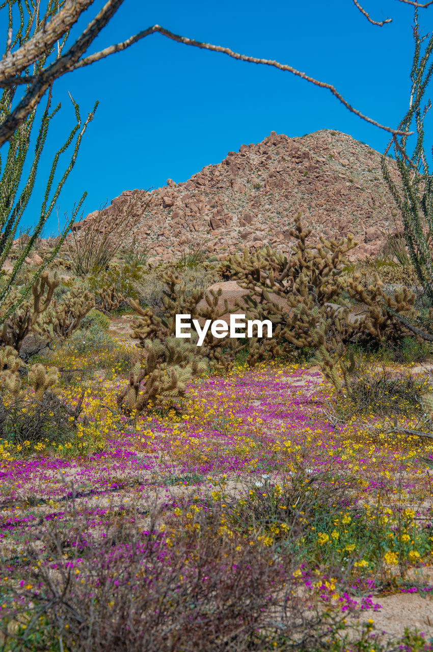 SCENIC VIEW OF FLOWERING PLANTS AGAINST CLEAR SKY