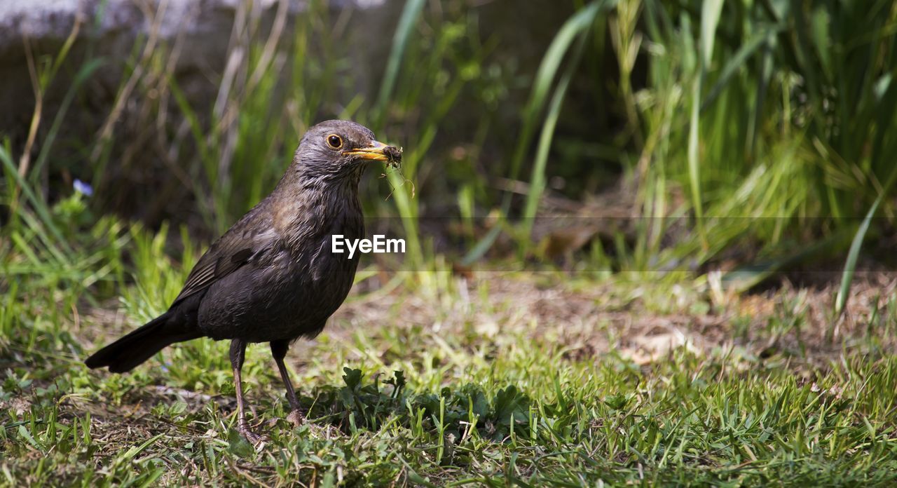 CLOSE-UP OF BIRD PERCHING ON A FIELD