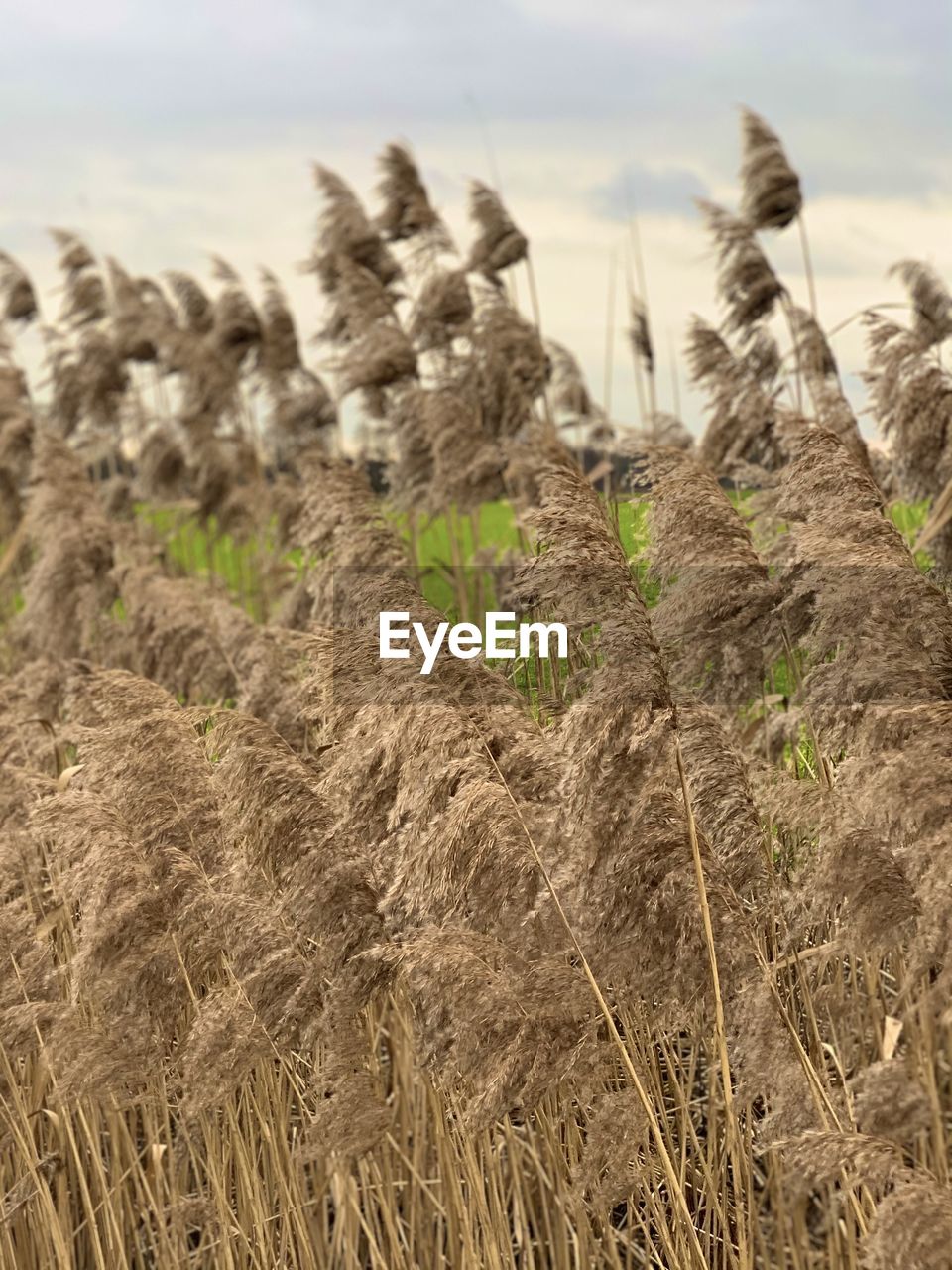 HIGH ANGLE VIEW OF STALKS IN FIELD AGAINST SKY