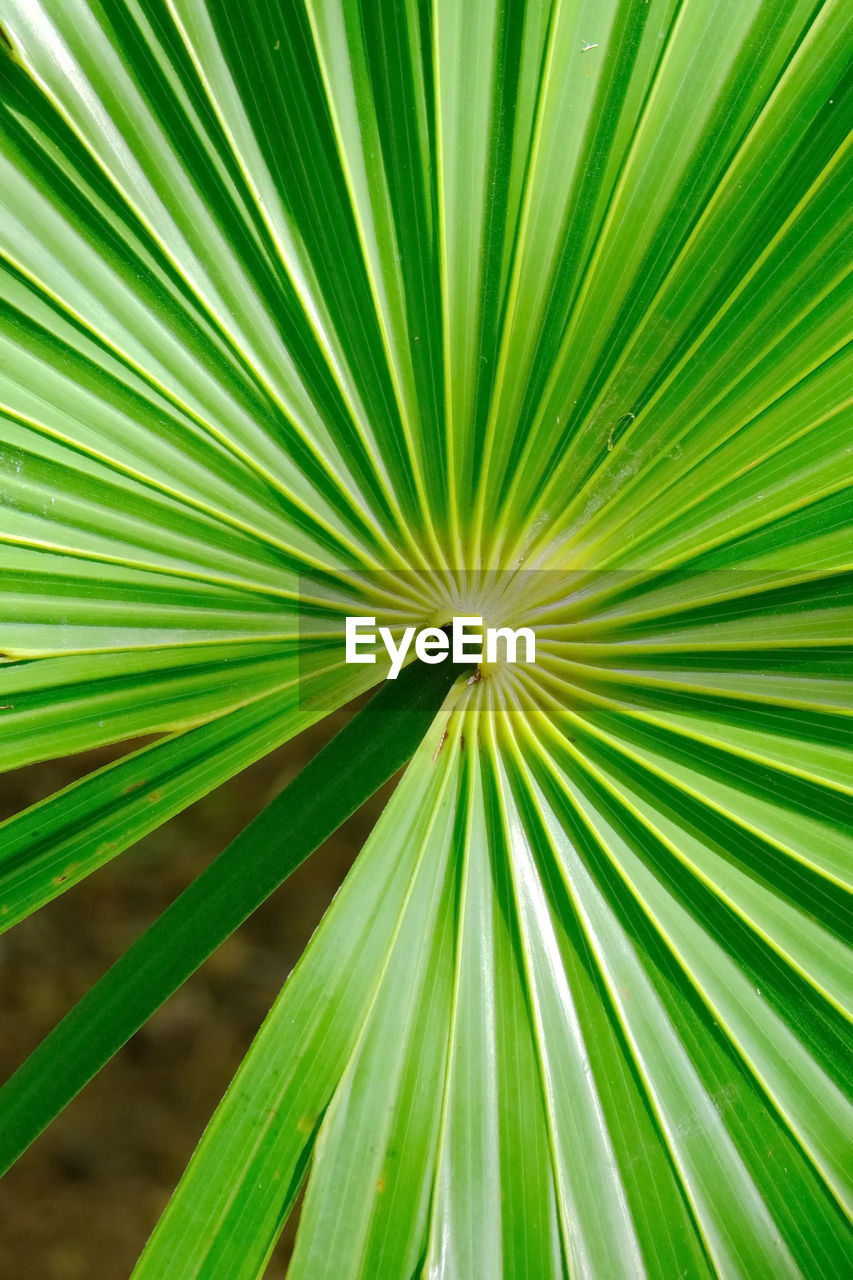 CLOSE-UP OF PALM TREE